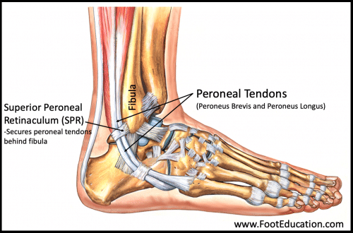 peroneal tendons