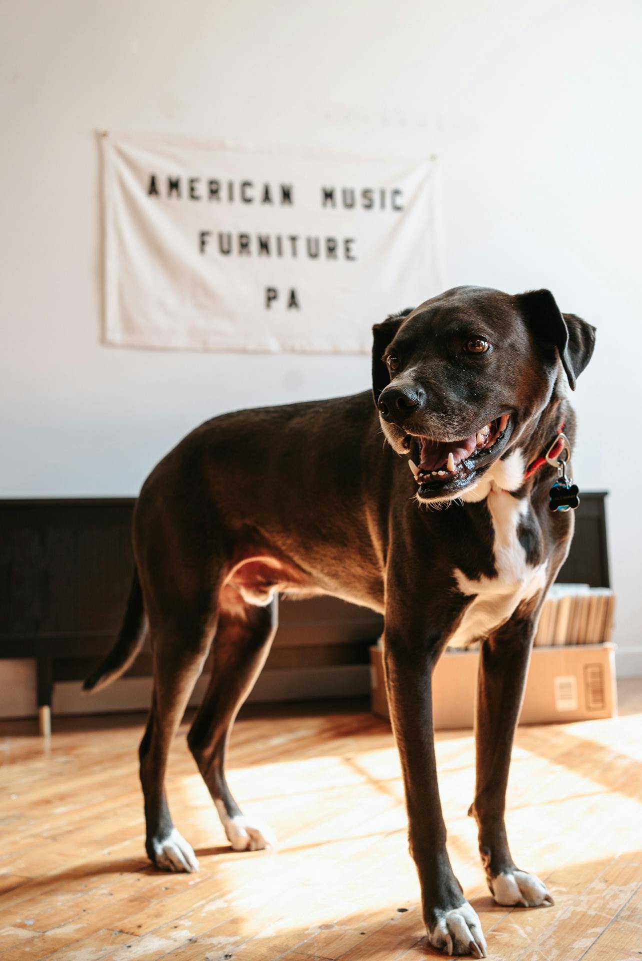 american-music-furniture-shop-dog