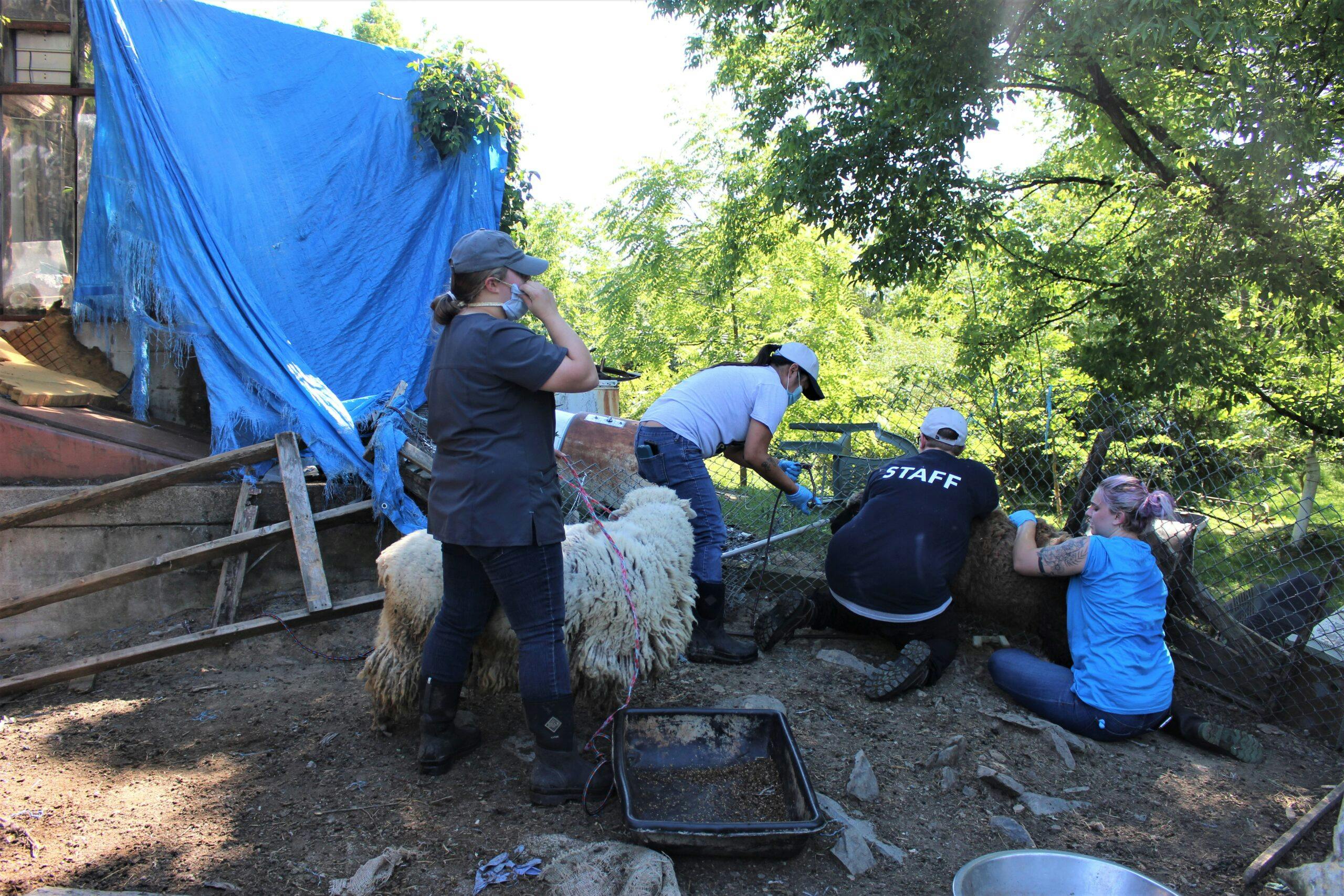 Bucks County SPCA rescues 62 animals from Animal “Sanctuary” - Bucks