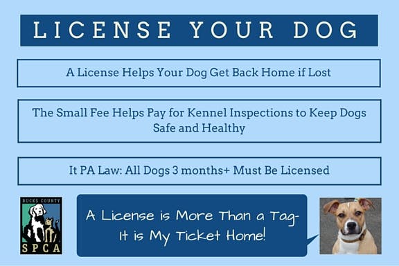 does my dog need a license