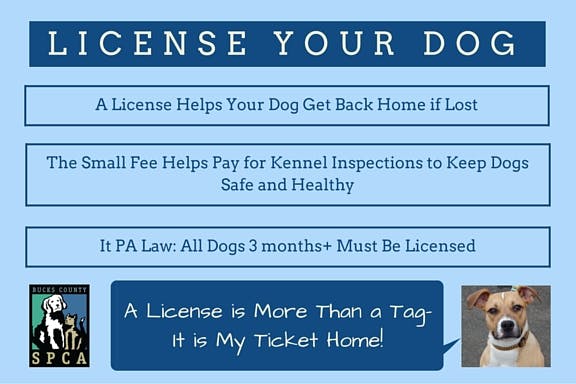 do you have to get your dog licensed