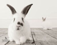 rabbits