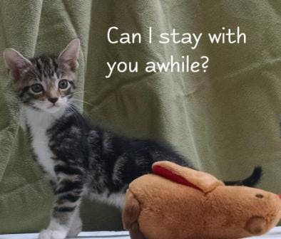 kitten with toy