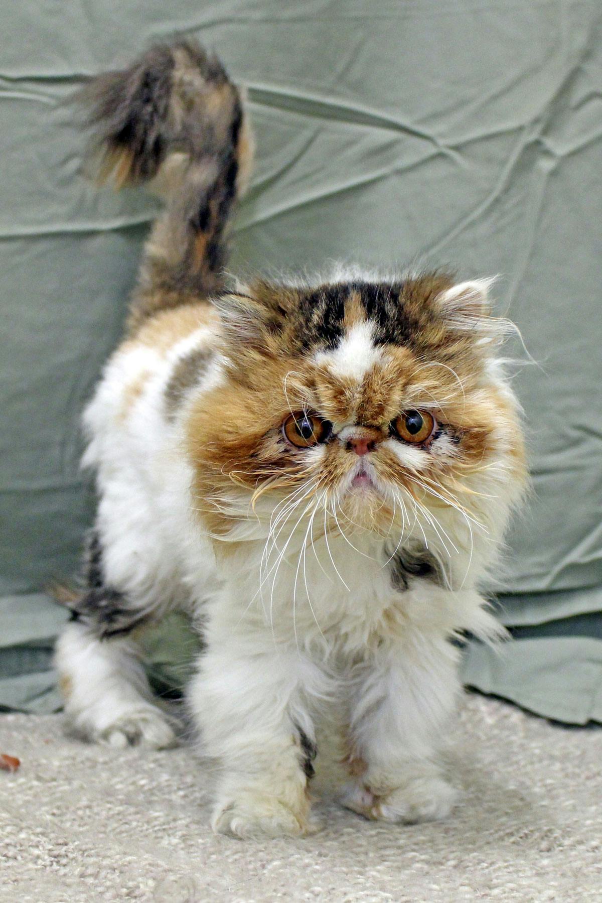 Persian cat