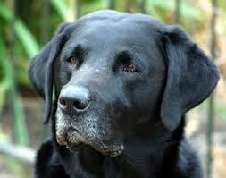 senior dog