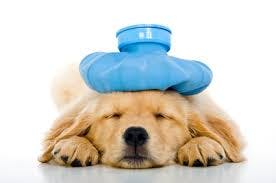 dog sleeping