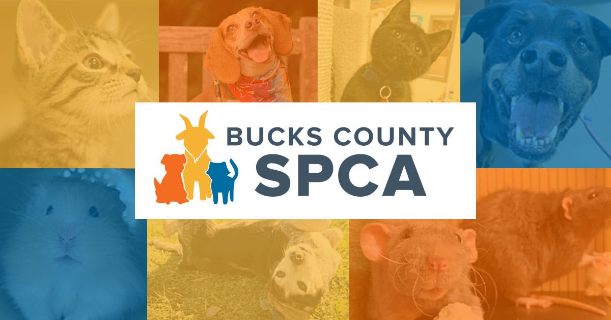 Home Bucks County Spca Rescue Re Home Reach Out