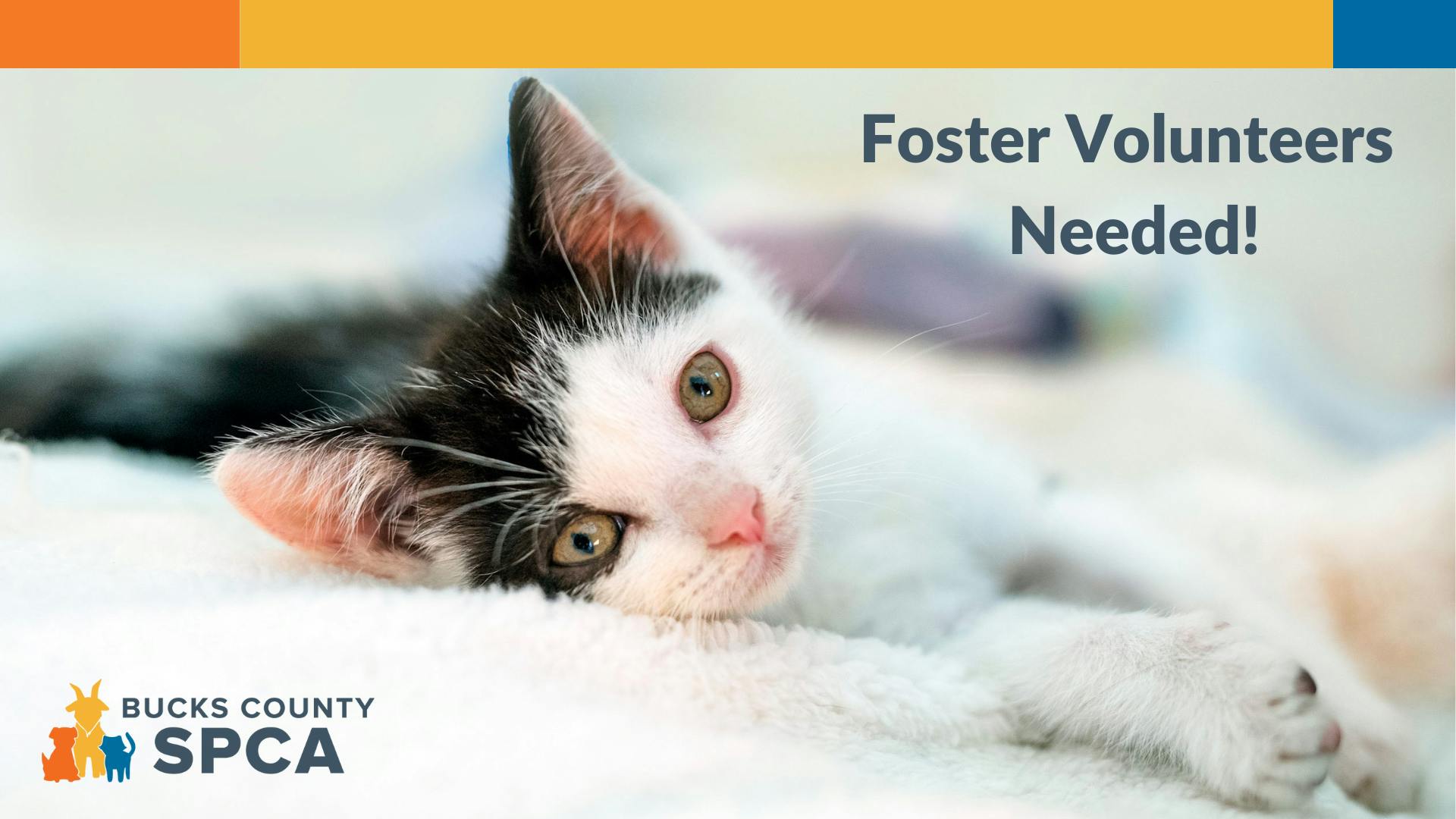 Foster kitten promotion