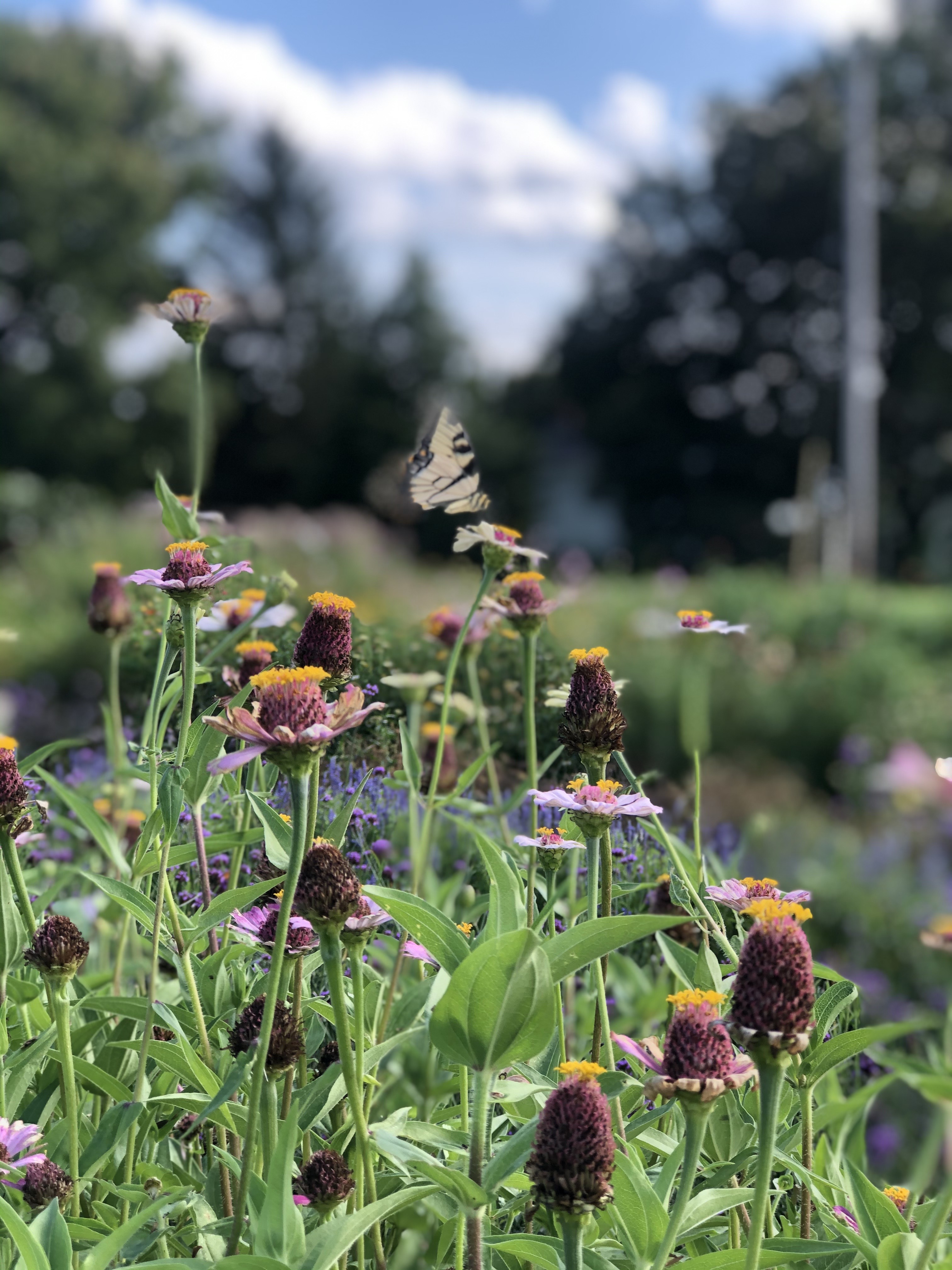 PA Flower Hub Cut Flower Exchange of Pennsylvania