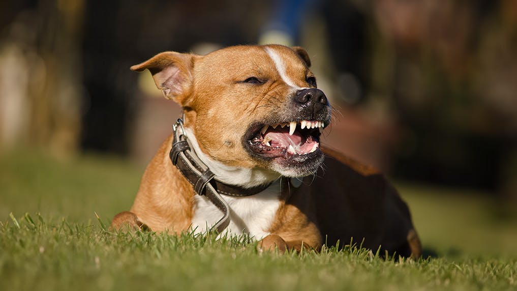 a dog growling with teeth showing