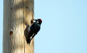 American Woodpecker drilling a hole in a utility pole.