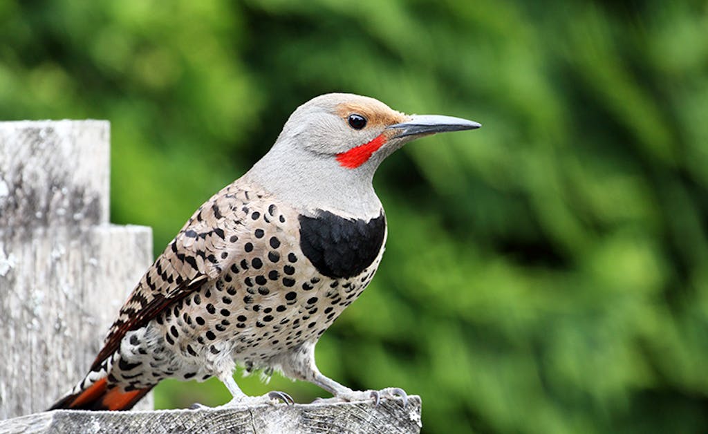 A gray and orange beaked Northern Flicker woodpecker with black spots sitting atop a wood pole.