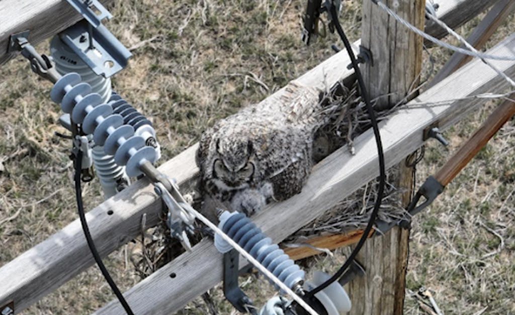 An owl sits in its nest atop of a wooden utility pole with metal components in front of it.