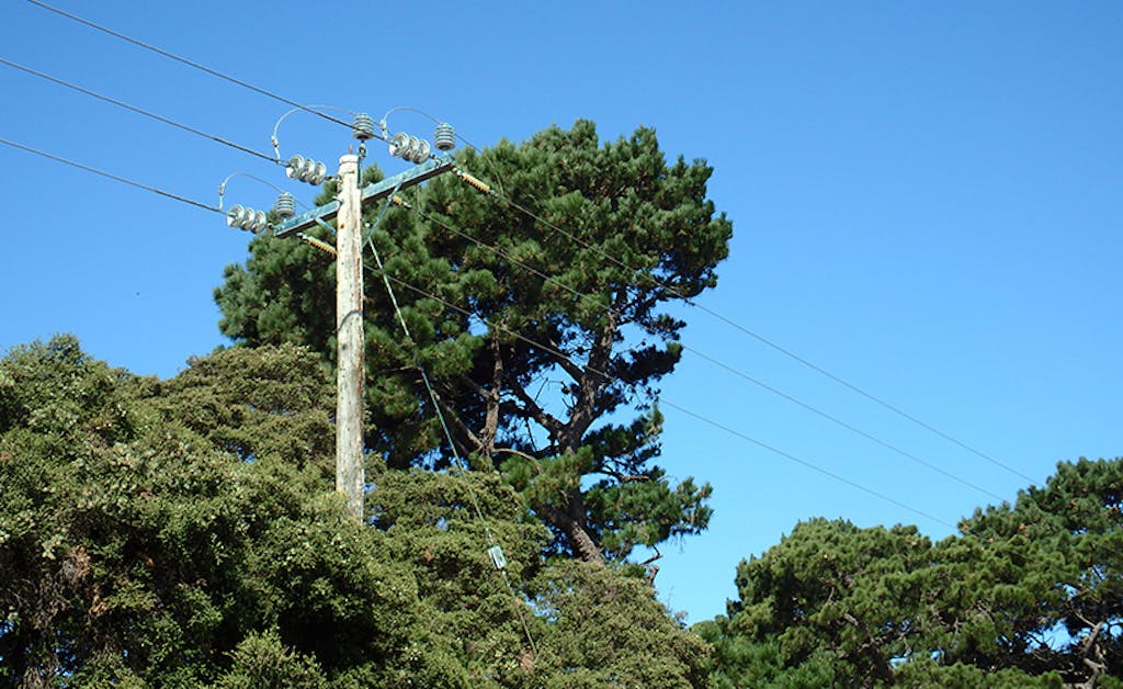 Overgrown tree vegetation encroaches upon a utility pole as pictured in the blue-sky day.
