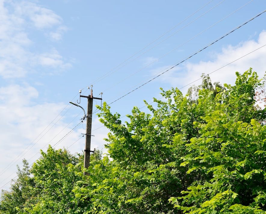 power line with trees