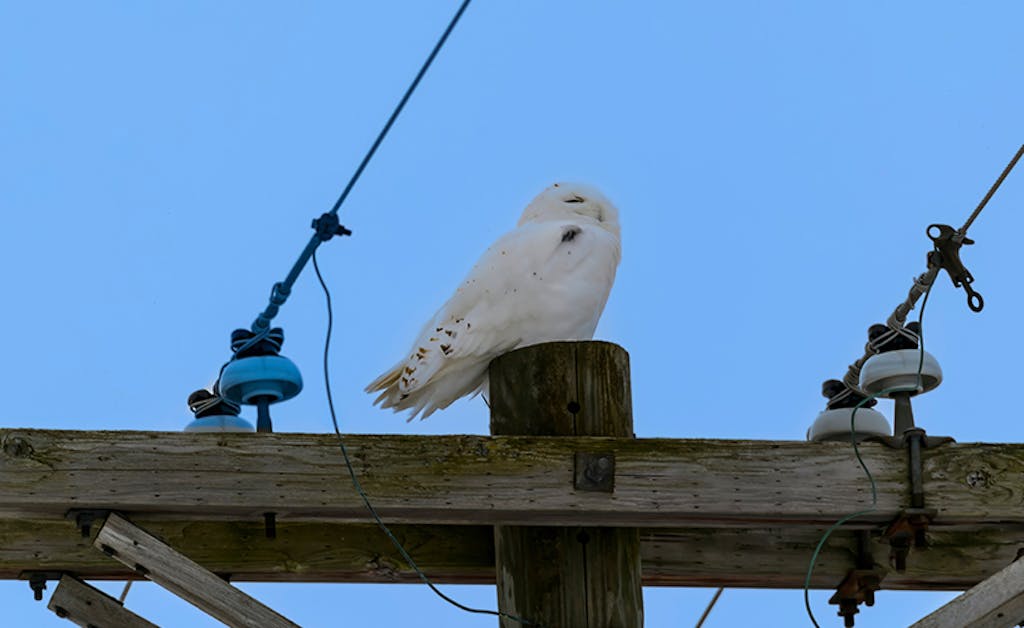 A male snowy owl perches on a utility pole outside the city of Rudyard, Michigan.
