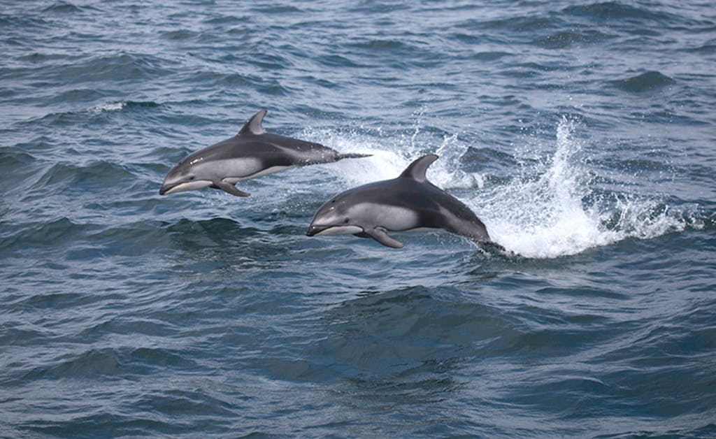 Pacific White sided dolphin, Monterey Bay, California USA.