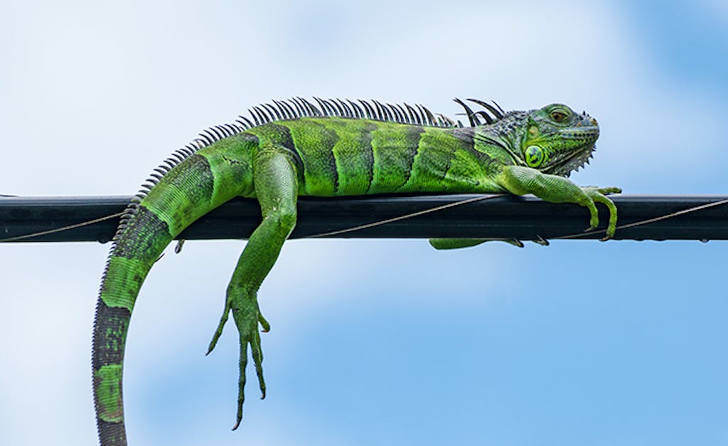 Green iguana on a power line - Pembroke Pines, Florida, USA.