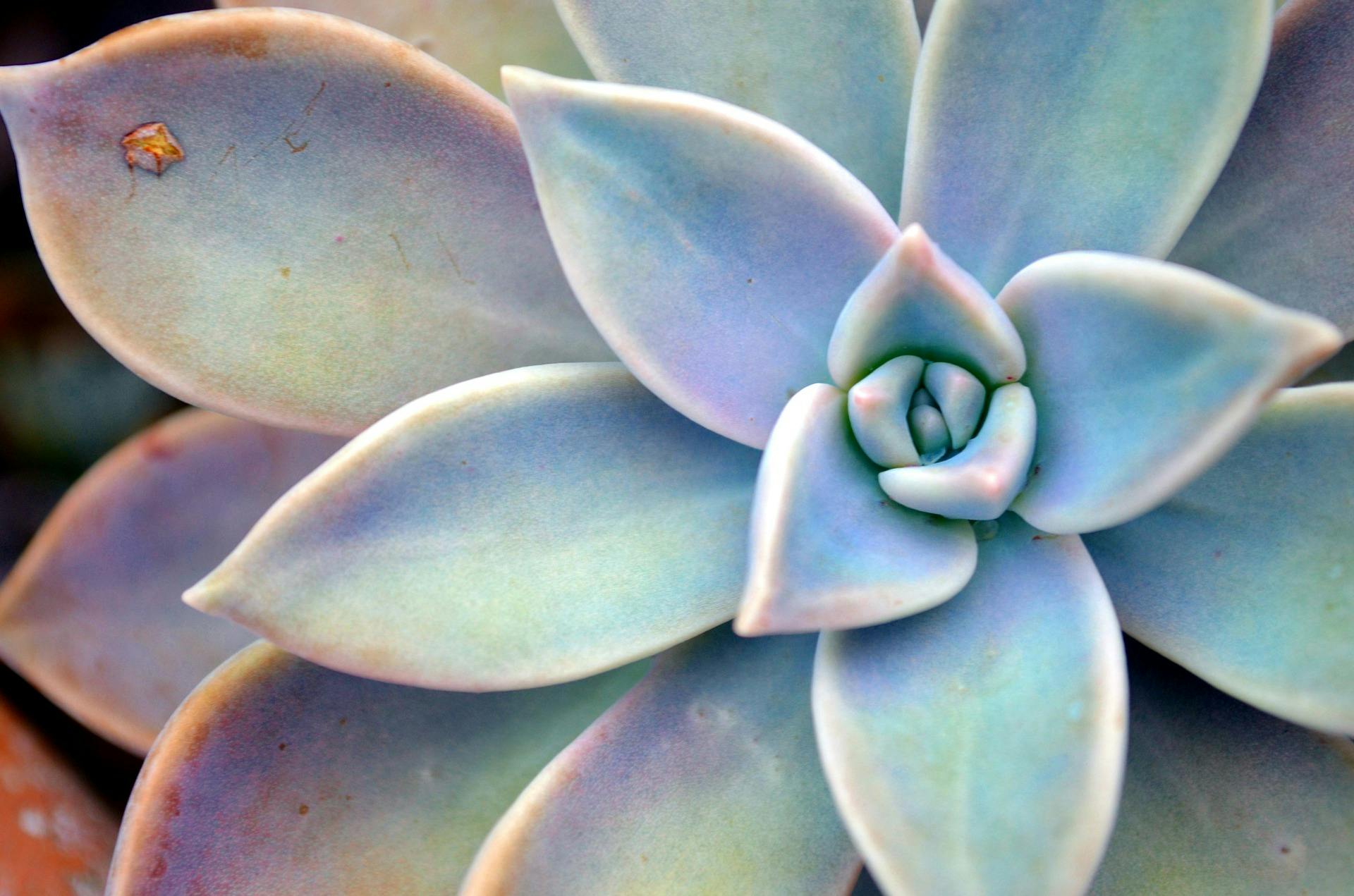 Succulent plant