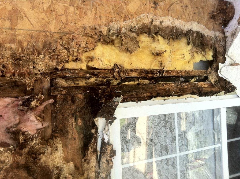 Moisture intrusion mold and rot