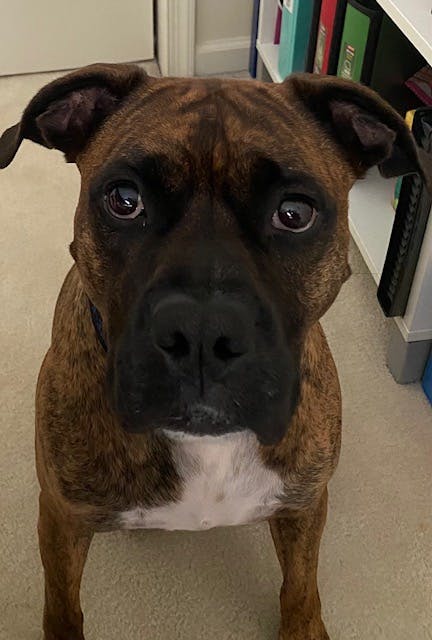 National sales boxer rescue