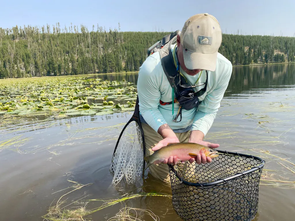 Fisherman wading in river and caught a fish in a net