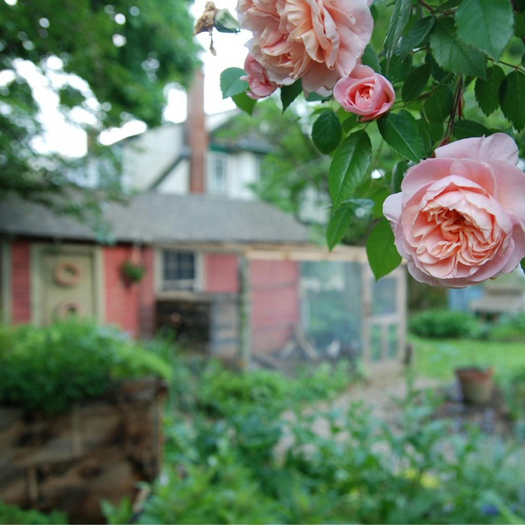 Chicken Coop View