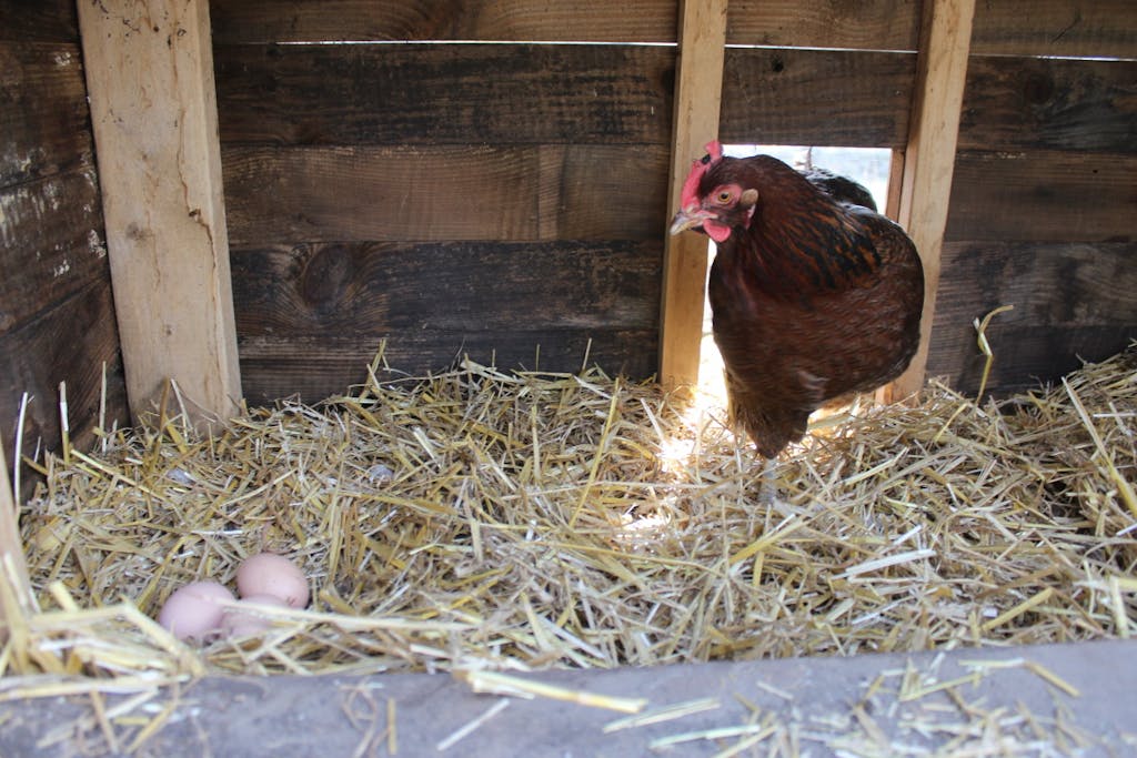 backyard chickens