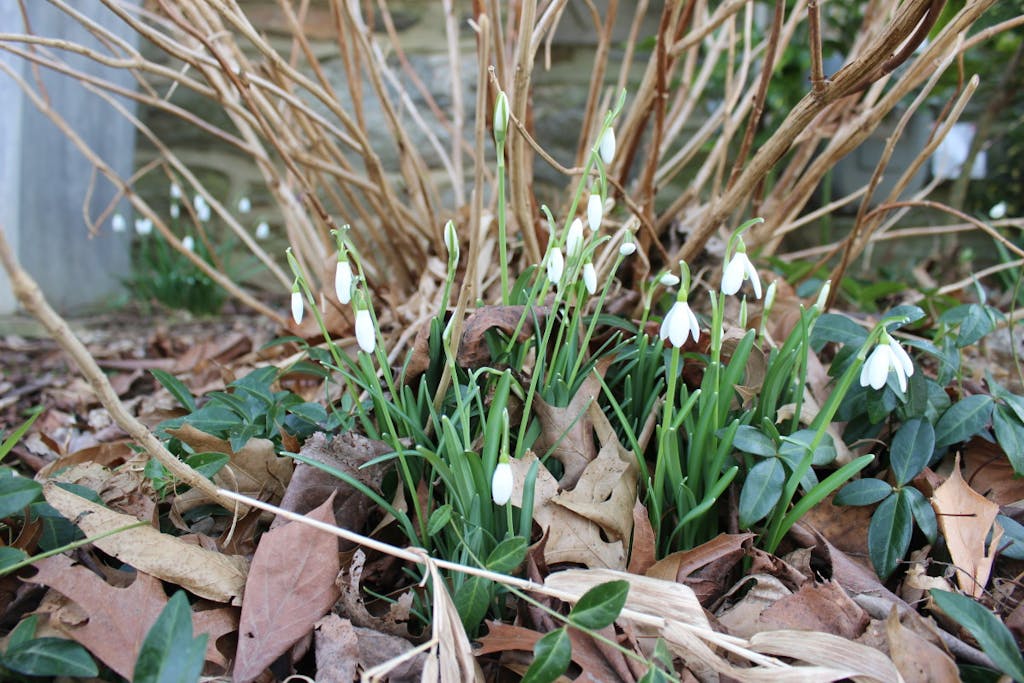 snowdrops