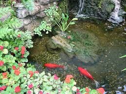 new years resolution water feature koi pond