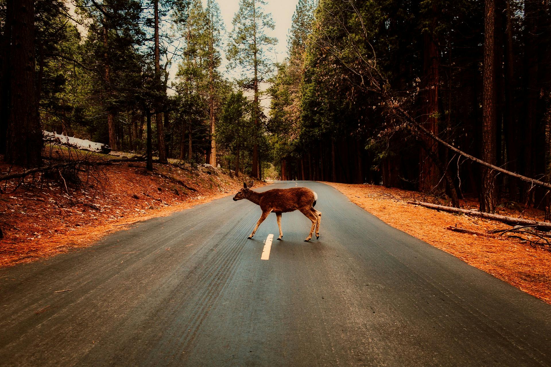 deer in the road