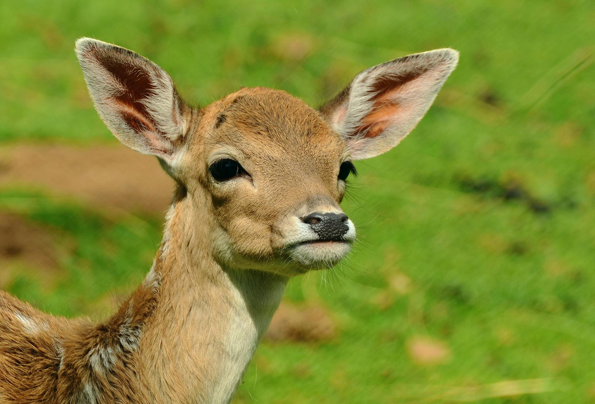 Pennsylvania deer collision repair